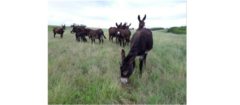 Randonnée au départ du Brouilh avec visite de la ferme du Hitton organisée par le club de randonnée de Bazian