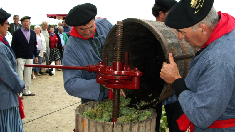 Le raisin est à point pour la fête des vendanges au château de Crouseilles