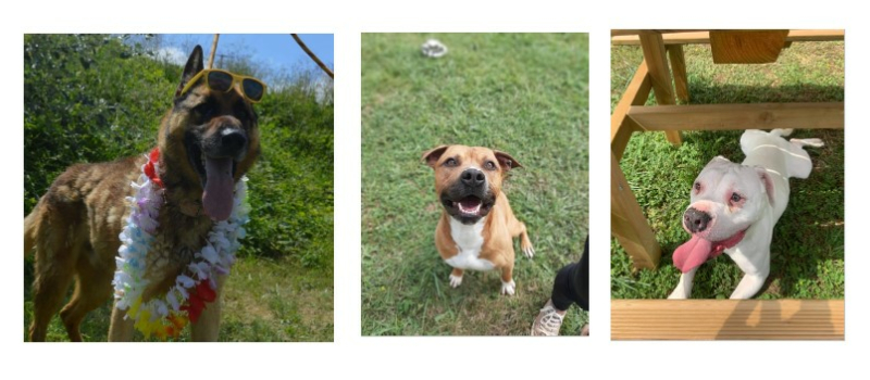 Trois chiens de belle taille cette semaine !