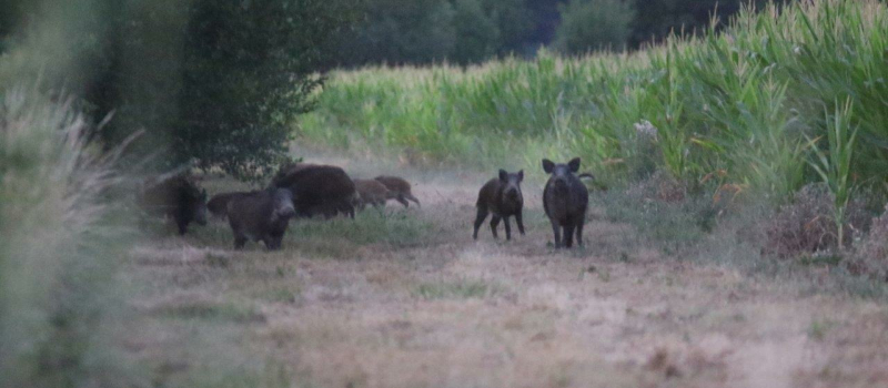 Rassemblement massif des chasseurs, le 18 septembre, à Mont-de-Marsan