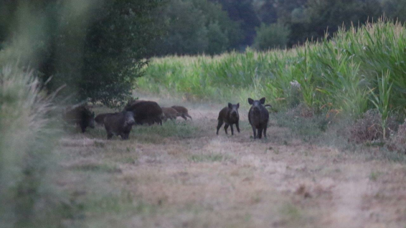 Rassemblement massif des chasseurs, le 18 septembre, à Mont-de-Marsan