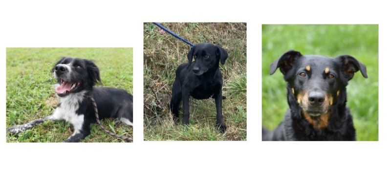 Les trois starlettes de la semaine : Macha, Daisy et Gwadada