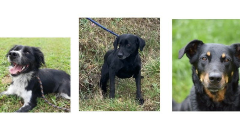 Les trois starlettes de la semaine : Macha, Daisy et Gwadada