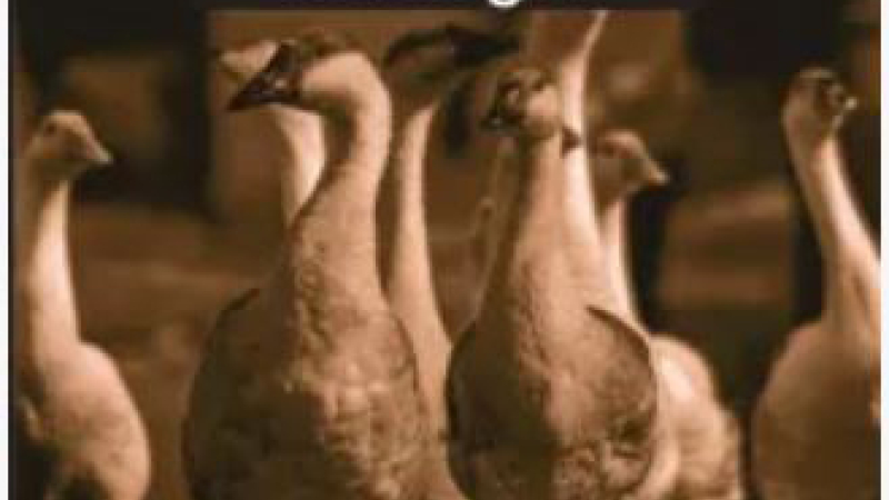 Du piment dans le foie gras