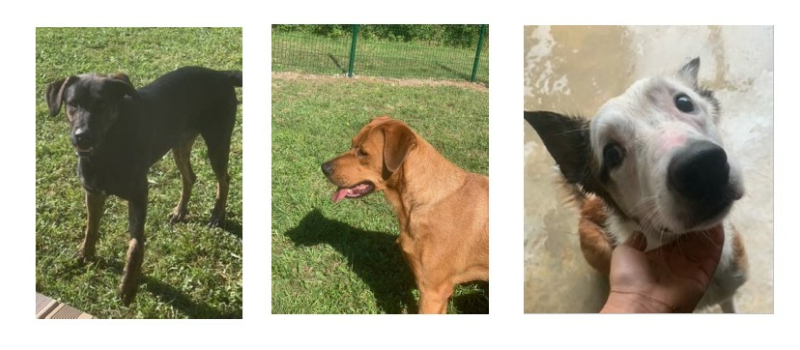 Les deux copains Gringo et Gold et l'adorable Newton vous attendent à la SPA du Gers
