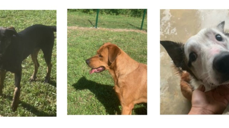 Les deux copains Gringo et Gold et l'adorable Newton vous attendent à la SPA du Gers