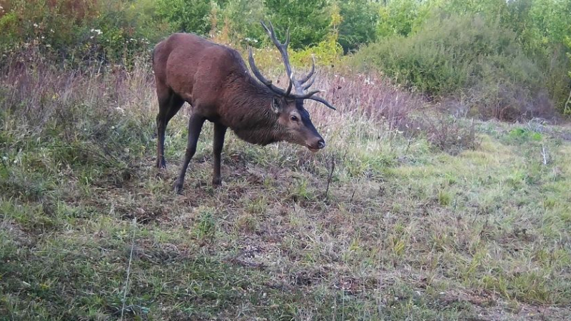 Une exclusivité lors de l'AG de la société de chasse Condom-Béraut