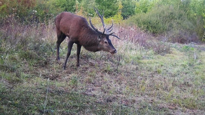 Photos fournies par la Société de Chasse Condom-Béraut