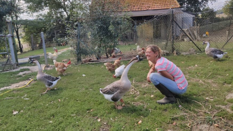 Un sauvetage de poules très différent !