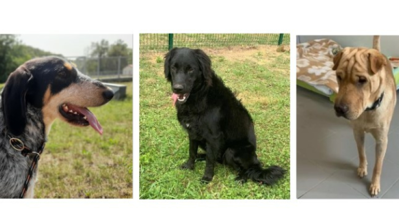 De jeunes chiens à l'honneur cette semaine !