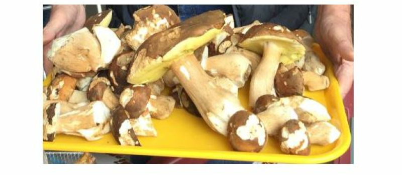 Le cueilleur de champignons