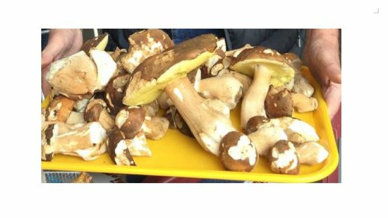 Le cueilleur de champignons