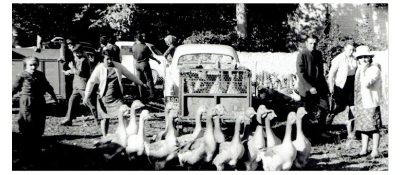 Le retour de la foire aux oies à Riguepeu !