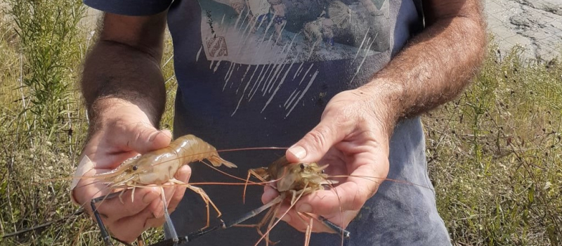 Vidange du dernier bassin de gambas