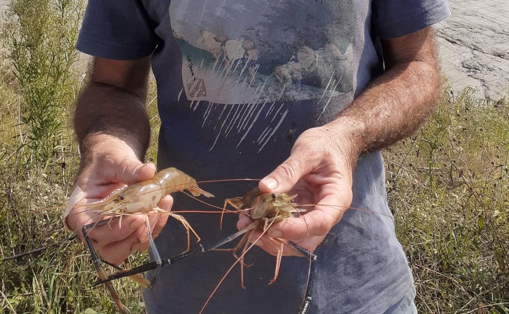 gambas d'ici