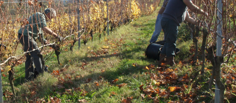 "Les vendanges de l'humour "