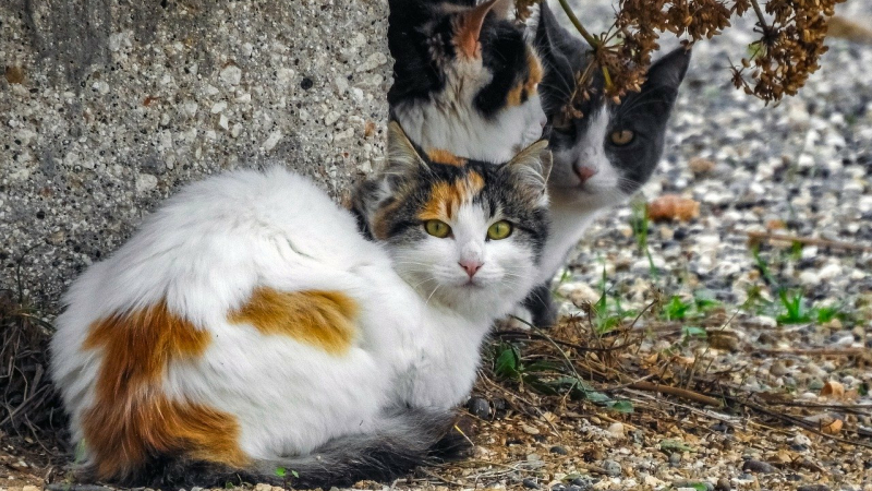 Campagne de stérilisation des chats errants