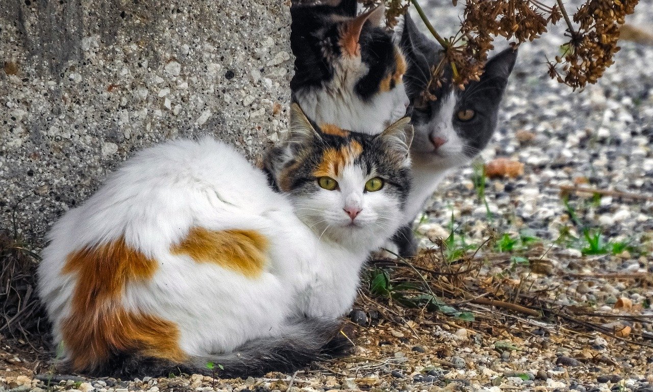 chats errants.jpg