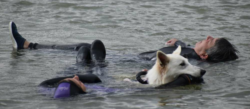 28 chiens de sauvetage étaient présents