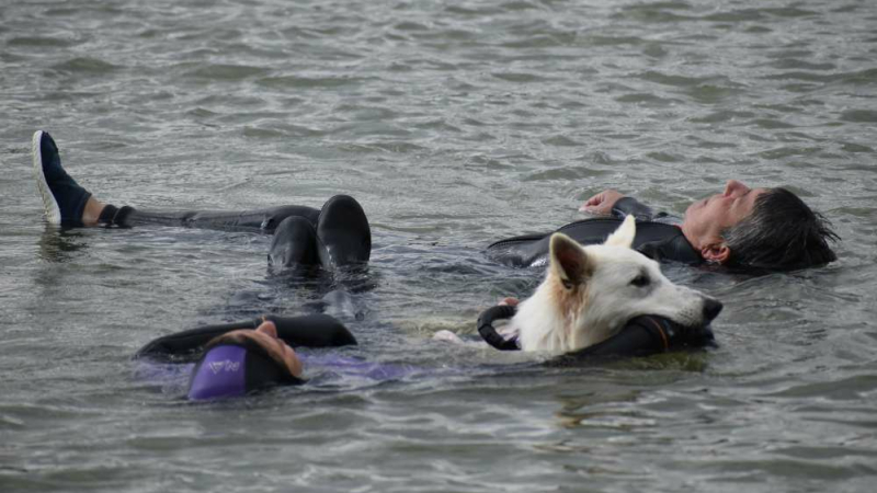 28 chiens de sauvetage étaient présents
