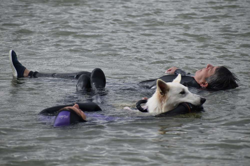 Le Berger Blanc Suisse ramène deux personnes