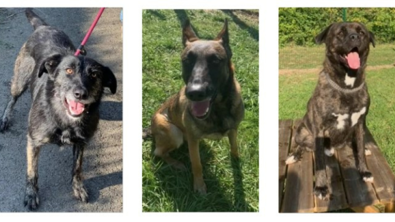 Kyla, Mira et Ulfark sont les vedettes de la semaine !
