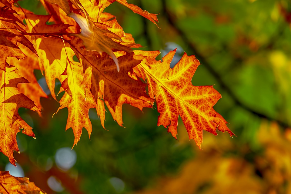 autumn-3736055_960_720.jpg