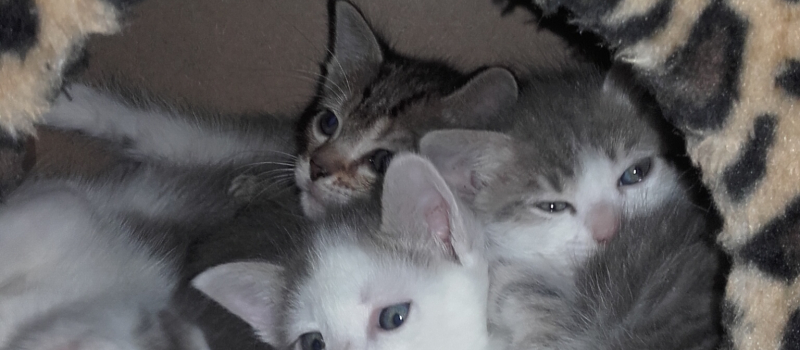 L'association  au Chant des Chats tire la sonnette d'alarme