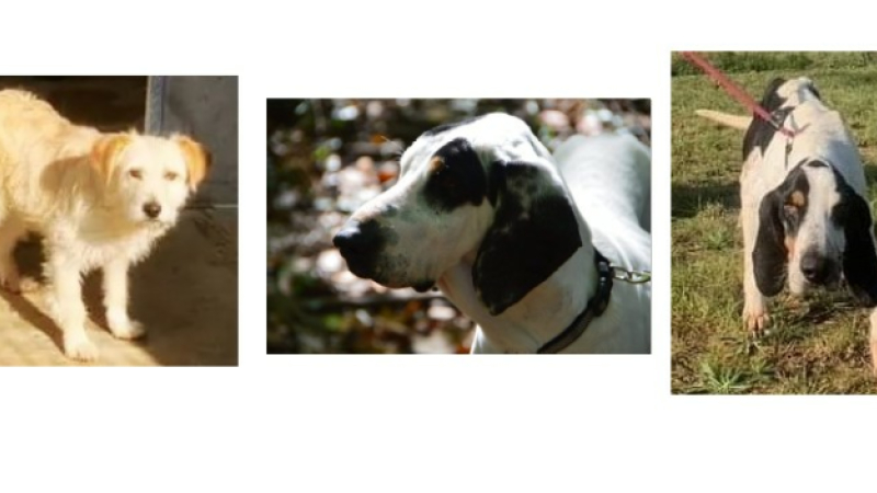 Trois jeunes chiens clôturent le mois d'octobre !