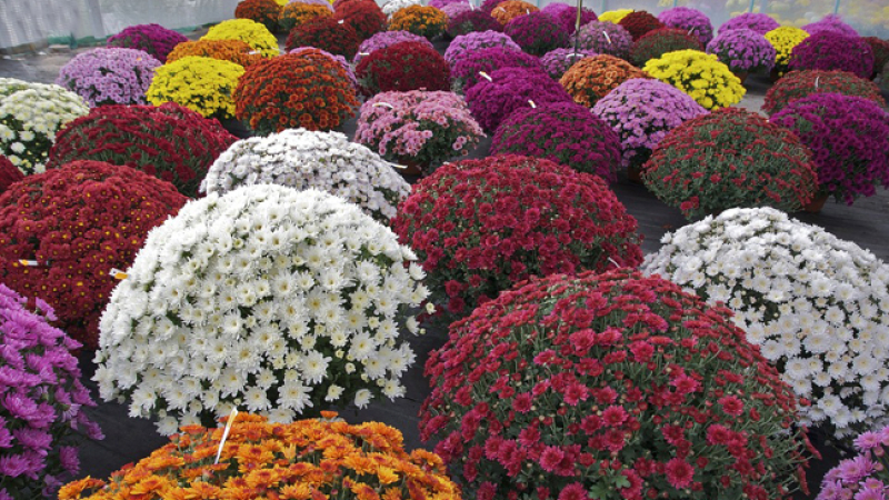 Le chrysanthème, symbole du recueillement
