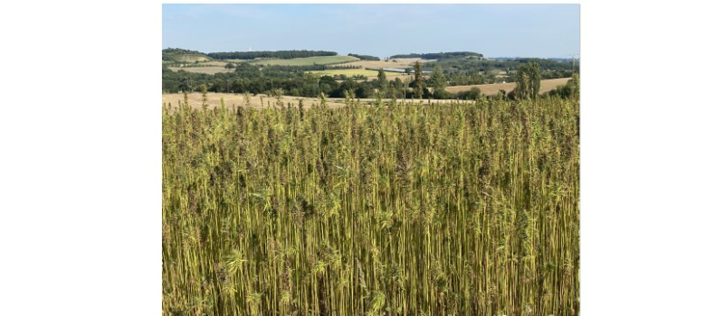 Dans la vallée de la Baïse, deux agriculteurs se lancent dans la culture du chanvre alimentaire!