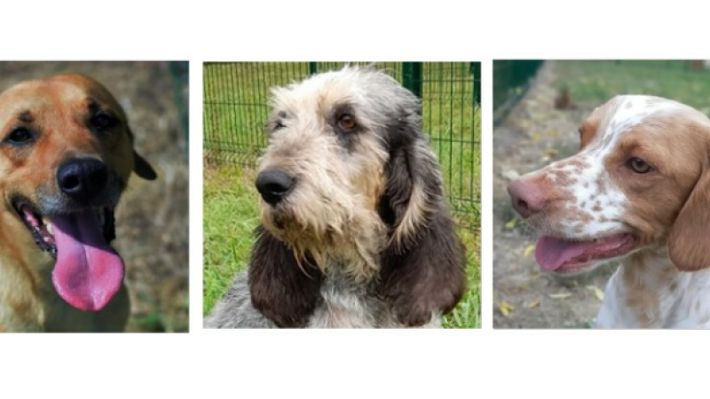 Les stars de la semaine sont Joey, Manon et Ringo !
