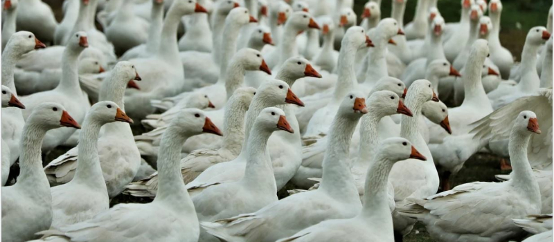Prévenir une nouvelle vague de grippe aviaire