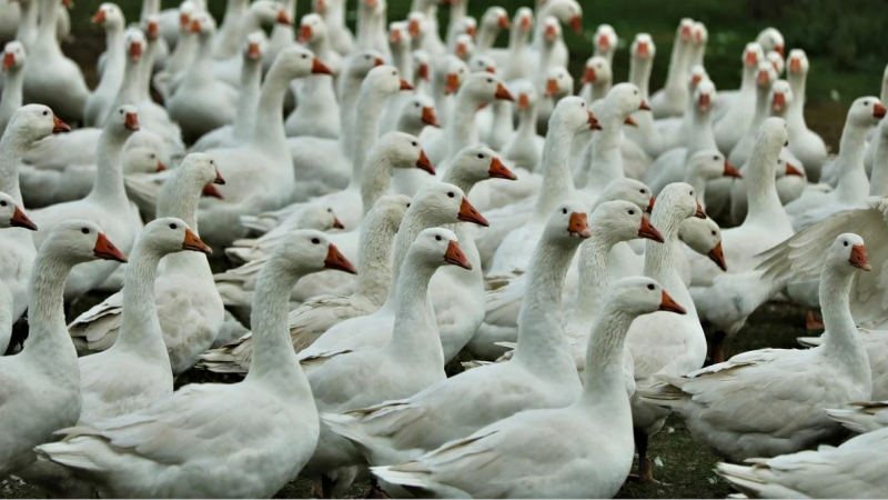 Prévenir une nouvelle vague de grippe aviaire
