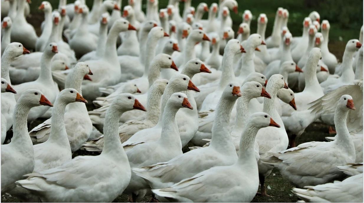 grippe aviaire.JPG