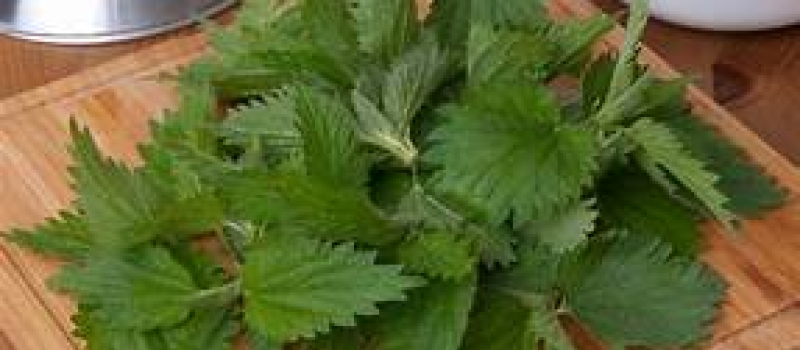 Histoire de plantes : les orties