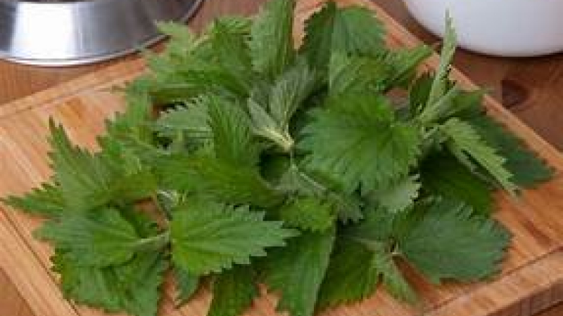 Histoire de plantes : les orties