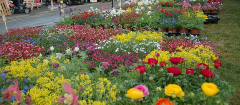 Foire des arbres et du jardin, c'est dimanche 14 novembre
