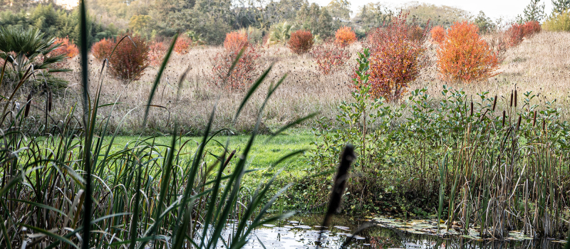 Couleurs d'automne à la Palmeraie du Sarthou à Bétous
