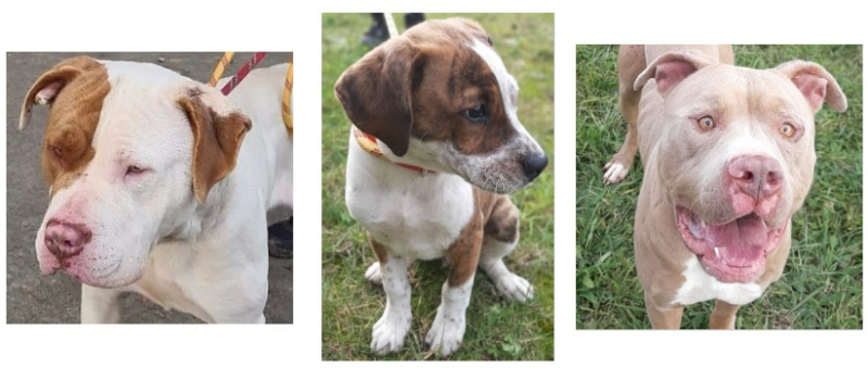 Trois jeunes chiens à la une cette semaine !
