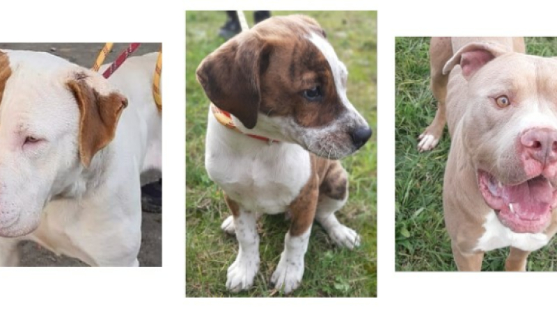 Trois jeunes chiens à la une cette semaine !