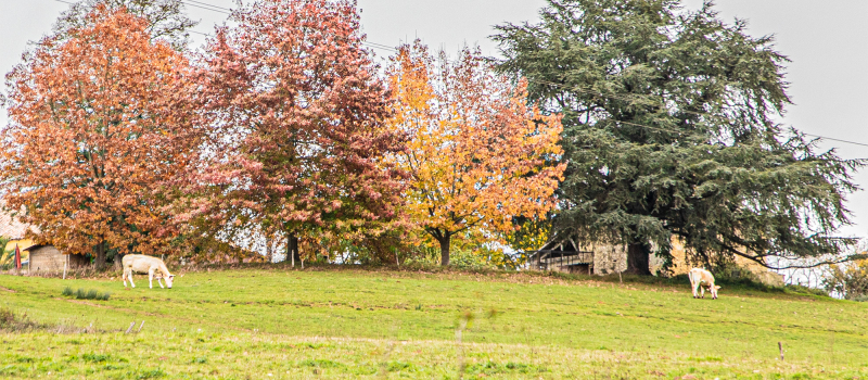 Couleurs d'automne autour de Nogaro et d'Aignan
