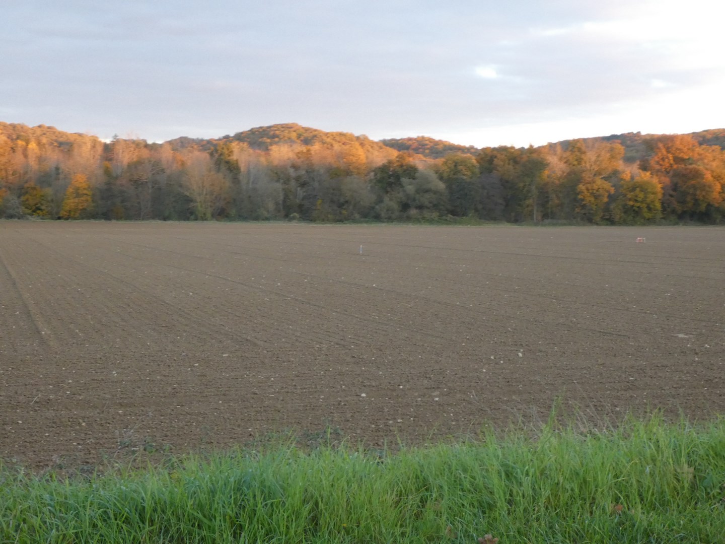 Il n'est pas envisageable que ces quatre hectares soient cultivées pour la dernière fois !