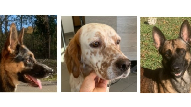 Les trois petits nouveaux de la semaine !