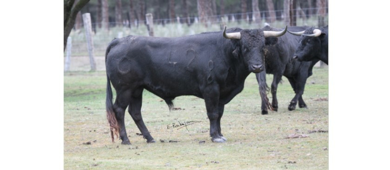 Echos du callejon : les toros pour la feria 2022 déjà choisis !