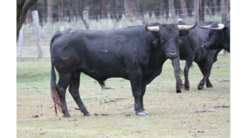 Echos du callejon : les toros pour la feria 2022 déjà choisis !