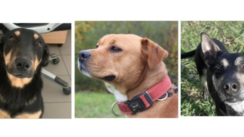Les trois jeunes demoiselles de la semaine !