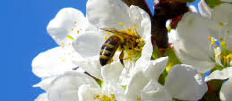 Protection des insectes pollinisateurs
