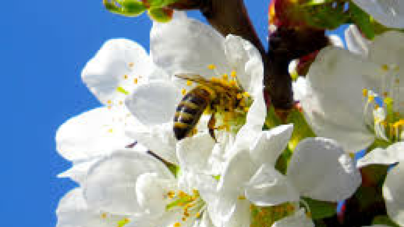 Protection des insectes pollinisateurs