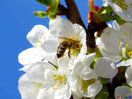 abeille.jpg